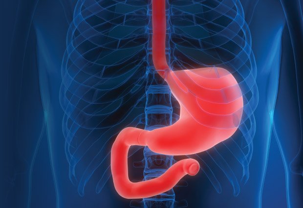 3D model of abdomen highlighting the stomach